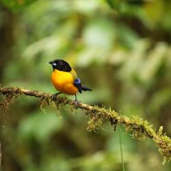 Black-chinned Mountain Tanager