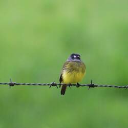 Ornate Flycatcher