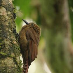 Plain-brown Woodcreeper