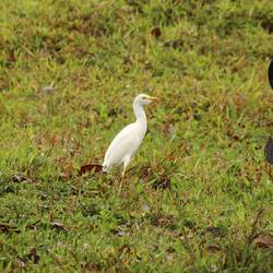 Western Cattle-Egret