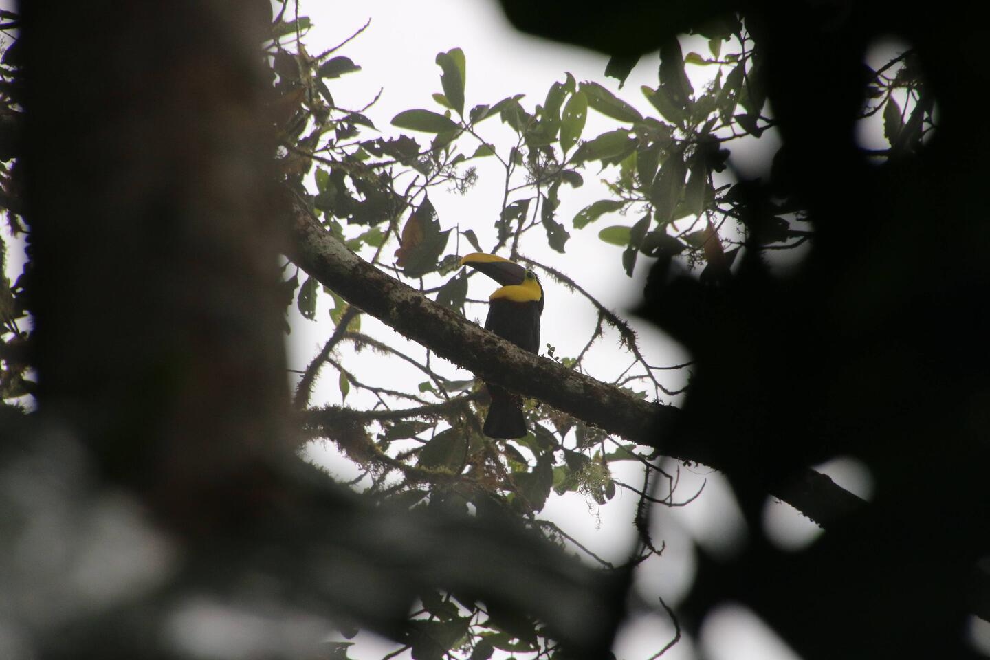 Choco Toucan