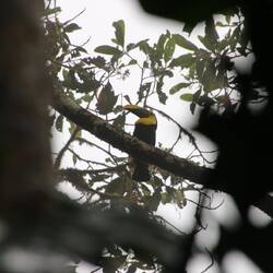 Choco Toucan