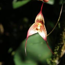 Dracula-Orchidee: Ihre Blüten sehen aus wie kleine Gesichter oder erinnern an Fledermäuse.