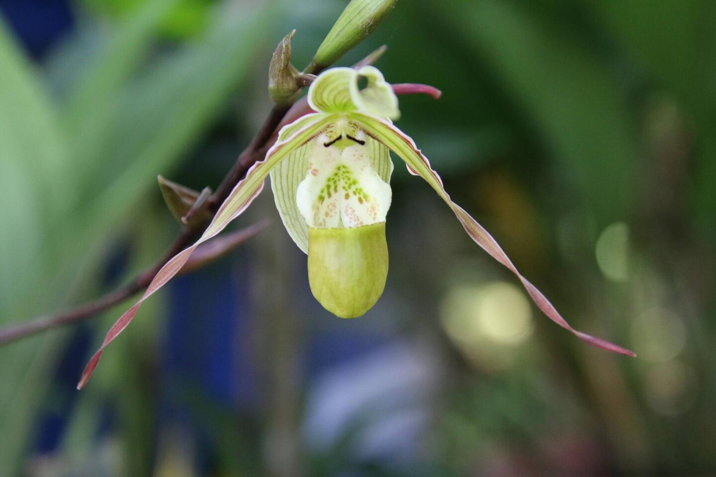 *Schuh-Orchidee – auf Spanisch liebevoll Orquídea zapatilla/zapatito genannt.