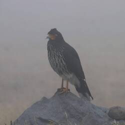 Carunculated Caracara