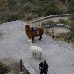 Die Lamas 🦙 posieren für Touristenfotos – natürlich gegen Trinkgeld.