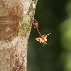 Die Kakaoblüte ist klein, weiss bis rosa und wächst direkt am Stamm oder den Zweigen.