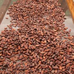 Nach der Fermentation werden die Kakaobohnen in der Sonne getrocknet, um überschüssige Feuchtigkeit