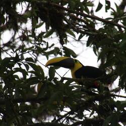 Yellow-throated Toucan