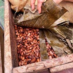 Kakaofrüchte werden unter Bananenblättern fermentiert, um Geschmack und Qualität zu verbessern.