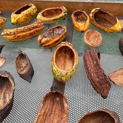 Die getrocknete Kakoschale wird für indigene Kunst wie Schnitzereien, Löffel und Schalen genutzt.