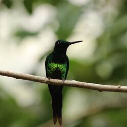 Empress Brilliant (male)