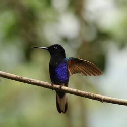 Velvet-purple Coronet
