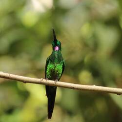 Empress Brilliant (male)