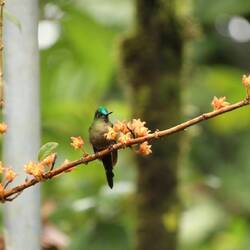 Violet-tailed Sylph