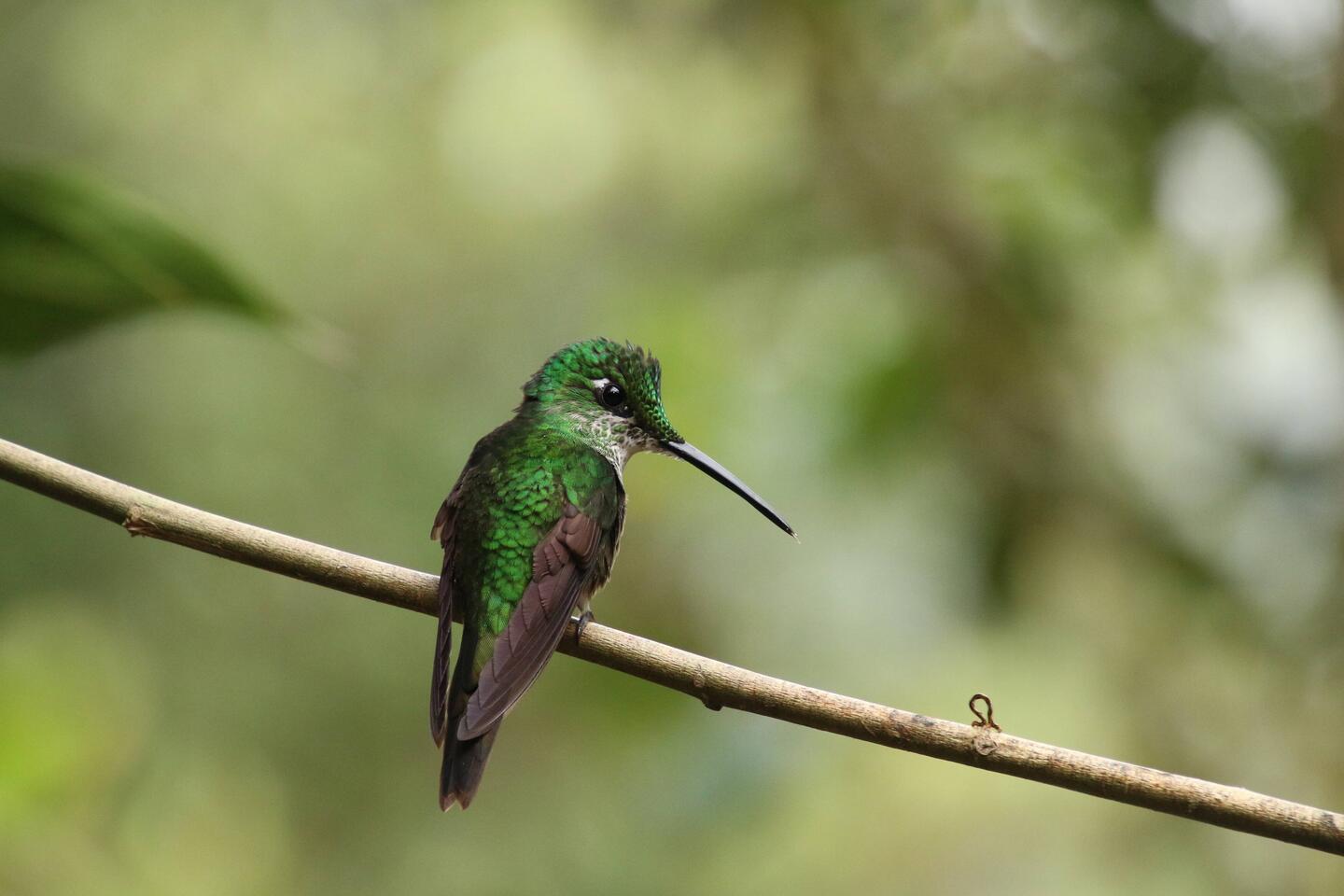 Green-crowned Brilliant (female)