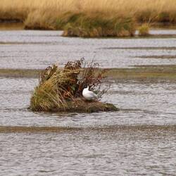 Andean Gull