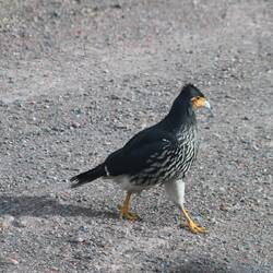 Carunculated Caracara