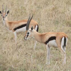 Thomson-Gazellen
