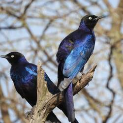 Langschwanz-Glanzstare