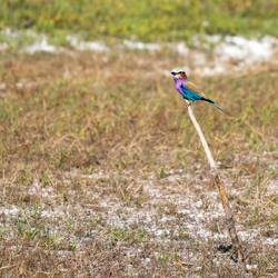 Lilac-breasted roller