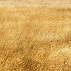 Gras