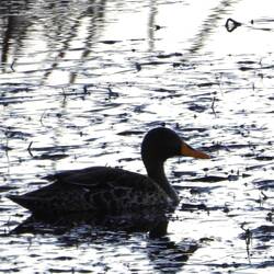 Yellow-billed Duck