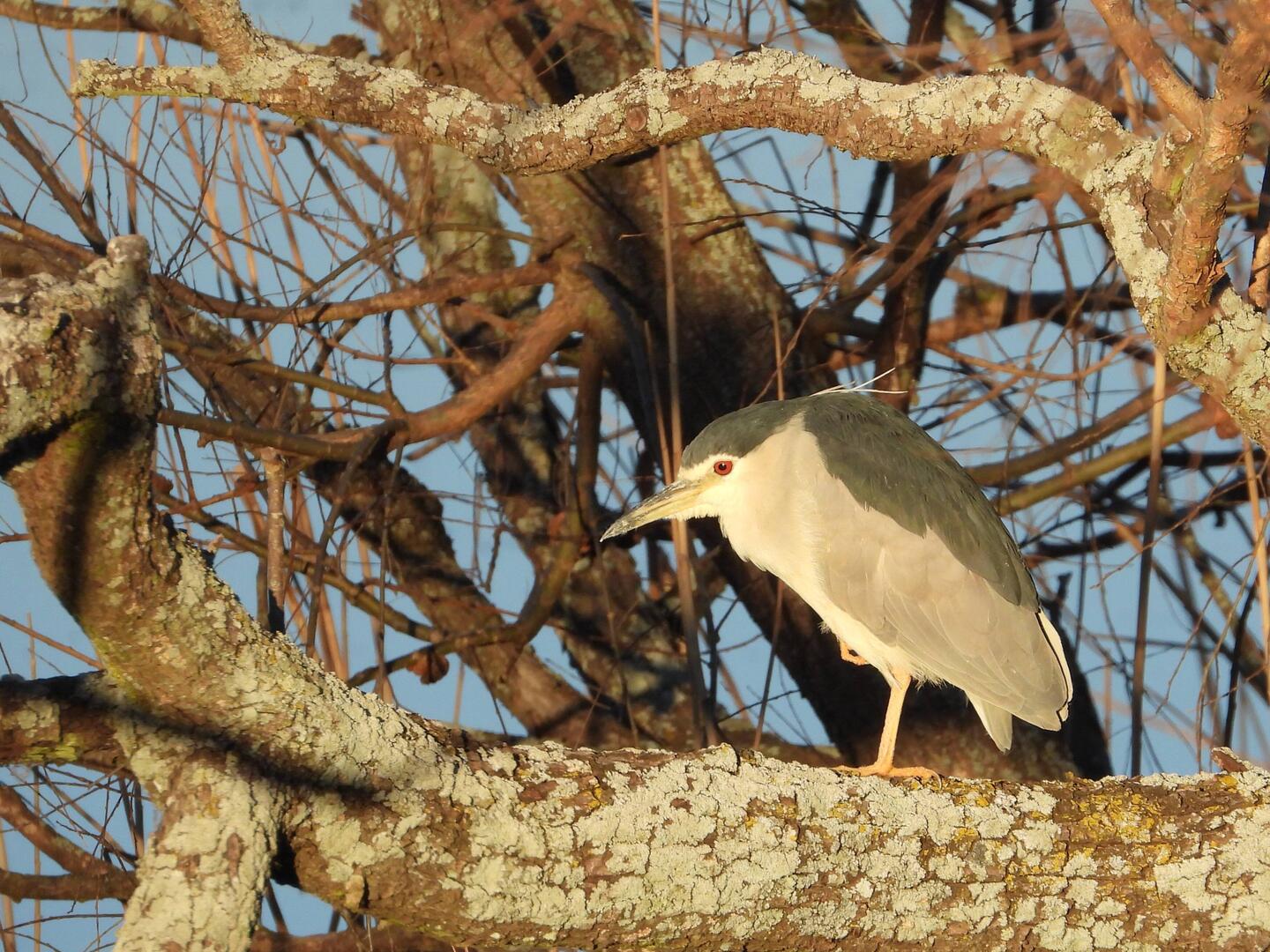 Black-crowned Night-Heron