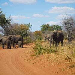 Road Block Botswana Style