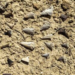 Il bottino della caccia al tesoro