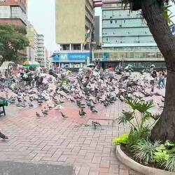 Taubenfütterung auf dem Plaza San Francisco 🕊️