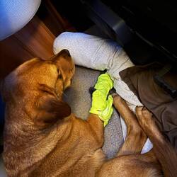 Nala hat sich an der Pfote geritzt, ich hoffe wir kriegen das hin