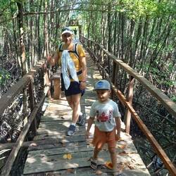 Découverte de la mangrove. Tout tient ?