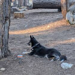 We were at the edge of the burned area of the fires, so a lot of the damaged trees were cut down.