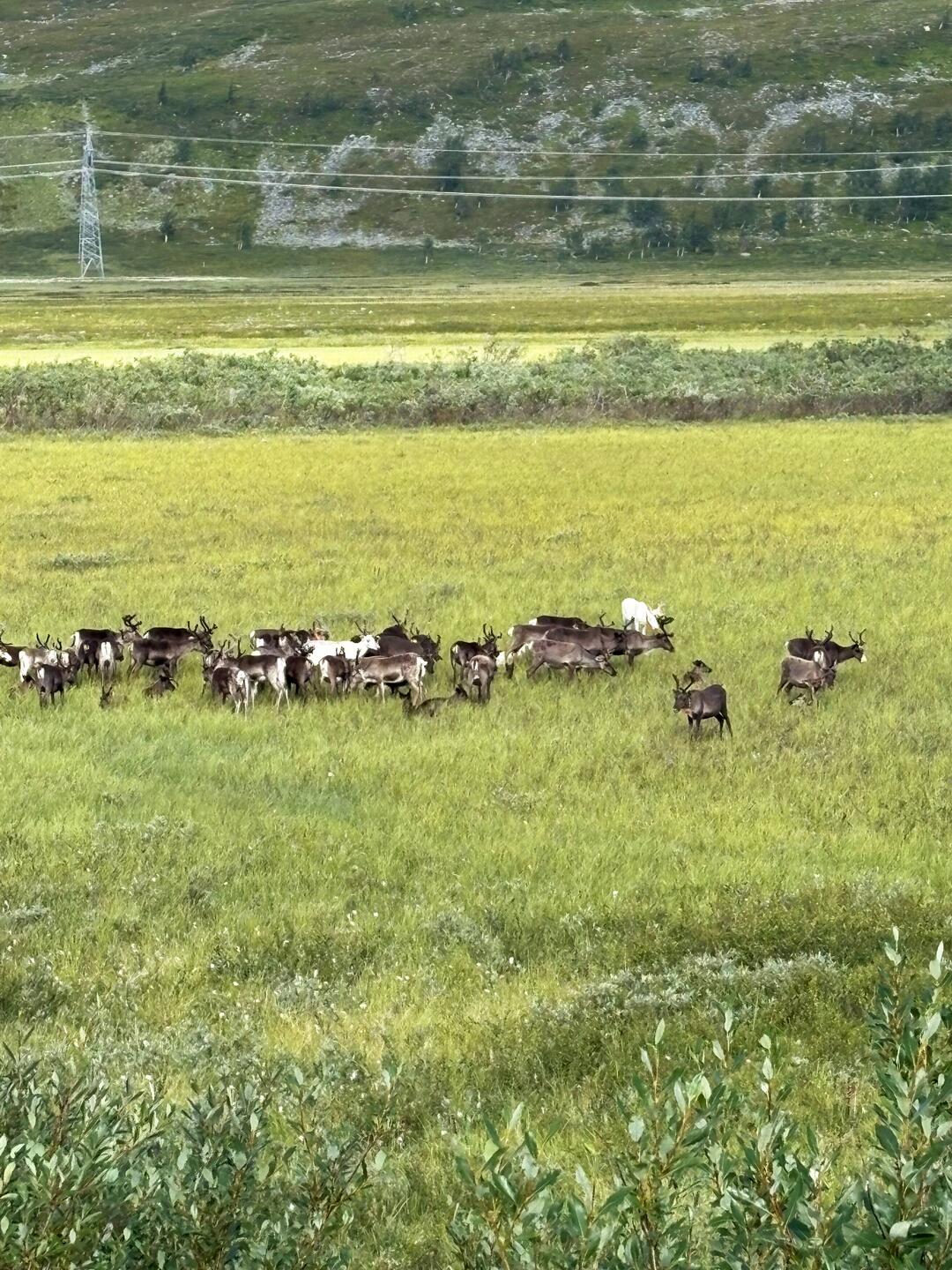 Unsere erste Rentierherde🦌