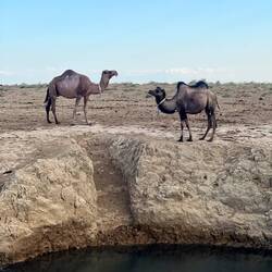 Dove c'è acqua si trovano dromedari, cammelli..