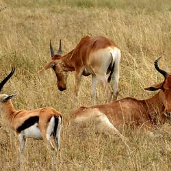 Thomsongazelle un Kuhantilope