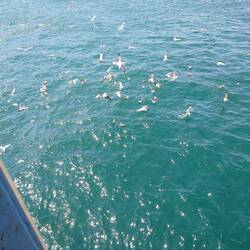Seagulls going mad