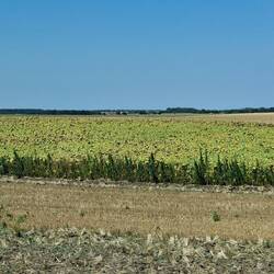 Sonnenblumen.