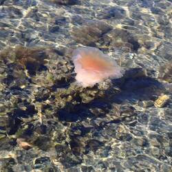 ...was sind denn das für Gefährten?