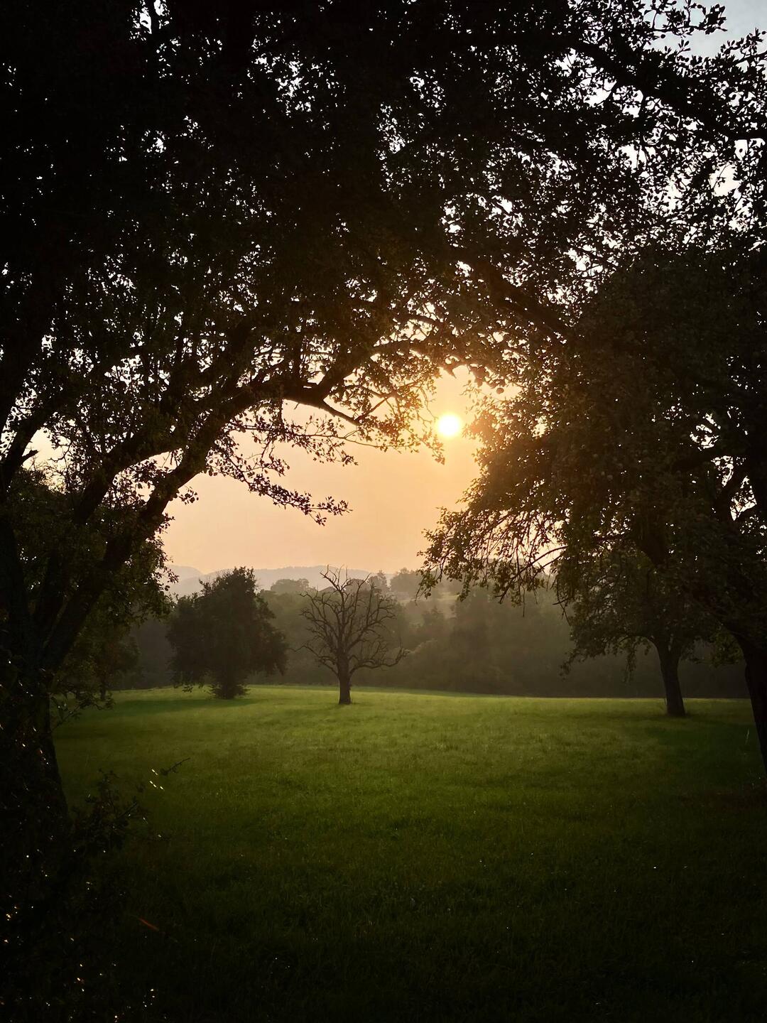 Morgenstimmung im Streuobstgarten