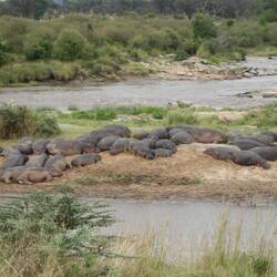 Hippos