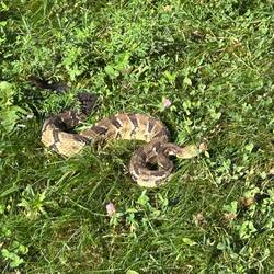 This is the bugger; a timber rattlesnake