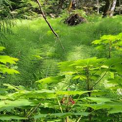 Daneben frisches zartes Grün