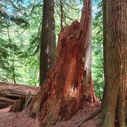 Altes Holz in schönsten Farben