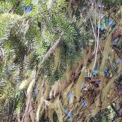 ... unter Flechten-behangenen Kiefern