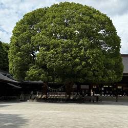 Camphor Tree