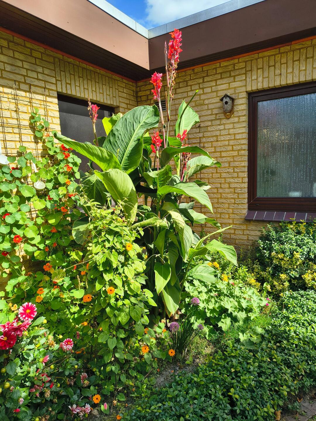 Ein Urwald vor dem Fenster