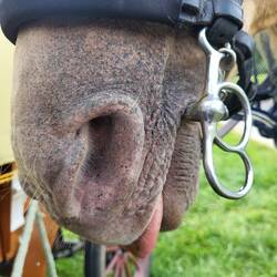 Champus Meinung zum Tag