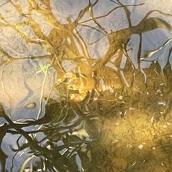 Spot the crustation 👀